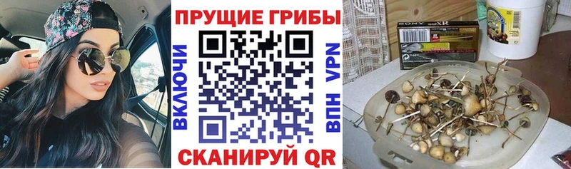гидра зеркало  Гусиноозёрск  Псилоцибиновые грибы мухоморы  как найти  